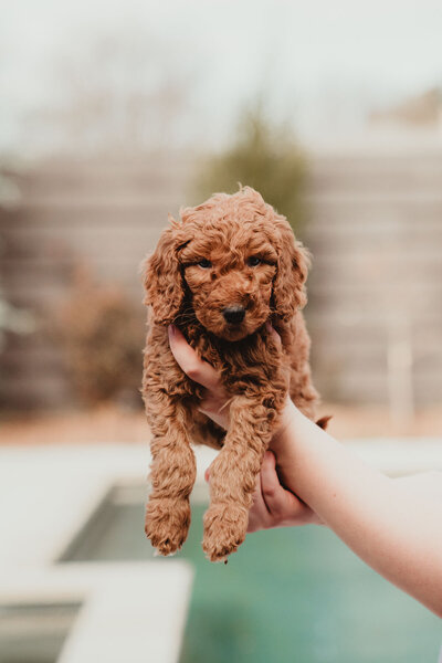 AKC Poodle Puppy-2