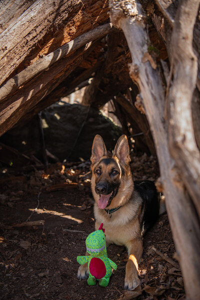 A German Shepherd is under a wooden structure with their green toy. Captured during a pet session in Duluth, MN with Joanna of Paddle Paws Photography.