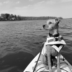 chanin-walsh-brown-dog-keva-on-paddleboard
