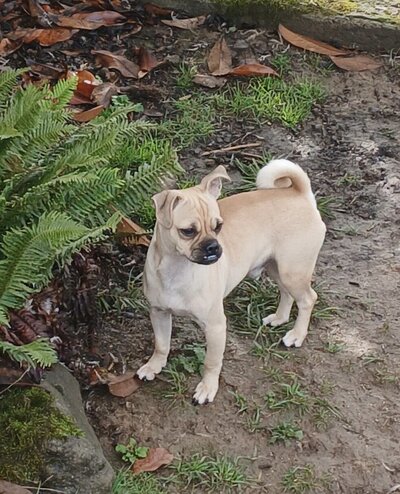 Mateo (6)