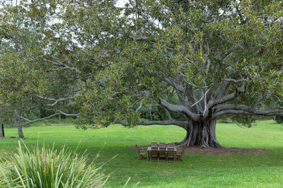 Large fig tree with wooden table and chairs underneath