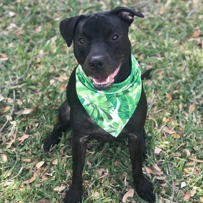 Tropical Bandana for Dogs Matching Set from The Brunchin' Pup
