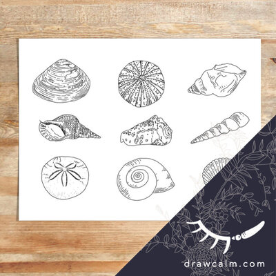 seashells-coloring-page