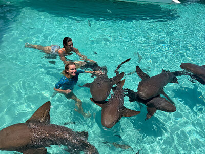 A woman standing in a school of friendly nurse sharks in crystal clear turquoise water on a bahamian beach