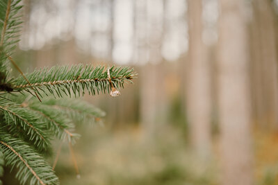 wedding ring on the pine tree's branch