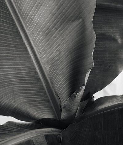 Feuille tropicale en noir et blanc.