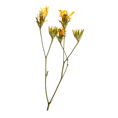 Dried yellow flowers