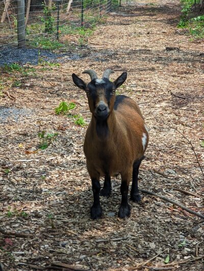 Brown and black goat