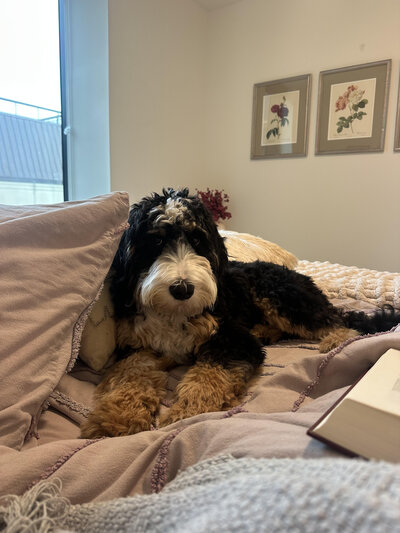 red bernedoodles for sale 