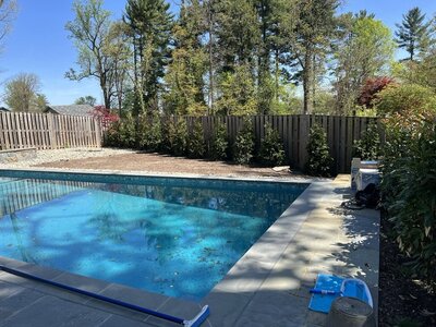 Backyard pool area with a plain wooden fence and sparse landscaping, featuring a few small shrubs along the edge.