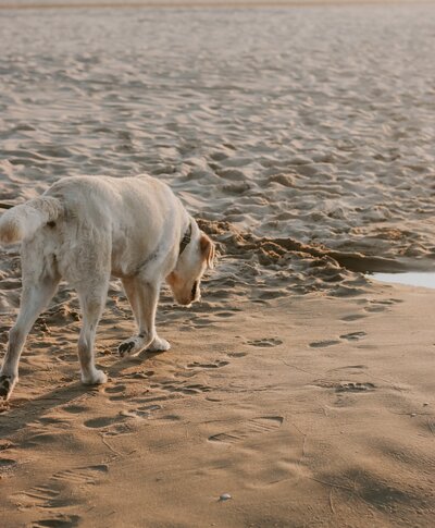 Hund geht am Strand von Binz.