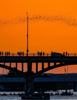 Wildlife Writer for National Geographic