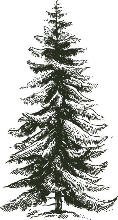 Hand drawn pine tree illustration by Femme Collective