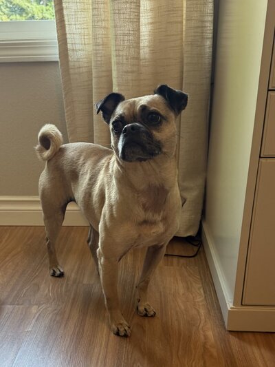 Hazel (5)