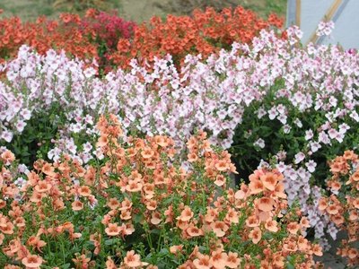 diascia-hybrida1
