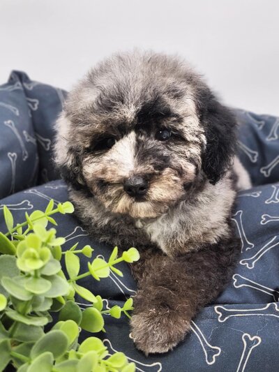 1e82a225-00fd-4fdd-86f5-f4a8b60f3ec2