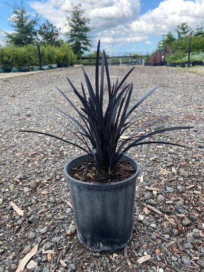 BLACK MONDO GRASS Ophiopogon planiscapus