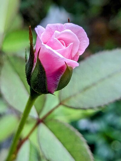 a pink rose blooming but not fully opened yet