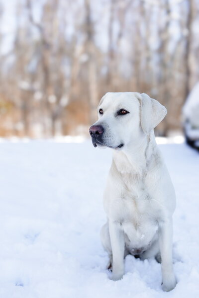 Picture of Oakley
