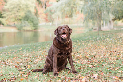 Chocolate Lab in Larz Anderson Park
