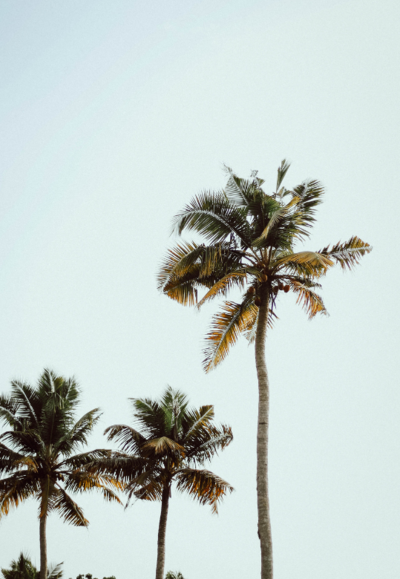 palm trees 3