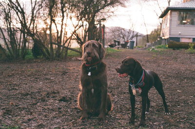 puppies