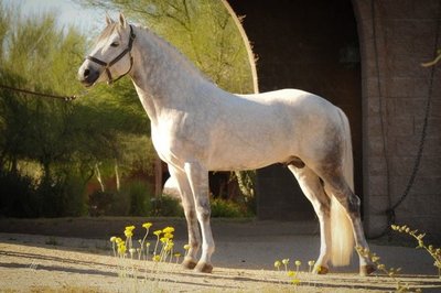 Grey Connemara Stallion WIldwych Eclipse