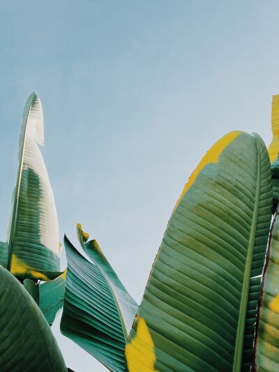 durian-bullet-QxJse7_J3L8-unsplash