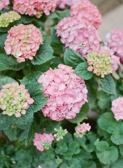 Hydrangea blush blooms with greenery italy travel print pink green print photo