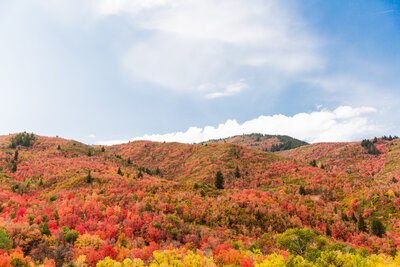 Salt Lake City Utah Canyon with colorful fall trees and blue sky print