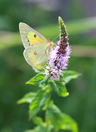 A pale yellow butterfly with black and red spots on its wings rests on a lavender flower spike, with a soft green background.