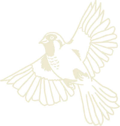 Decorative illustration, showing a flying bird with outspread wings