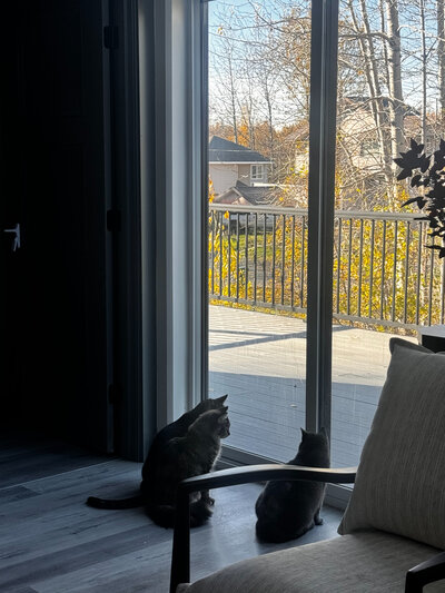 A couple of cats looking out a sliding glass door.