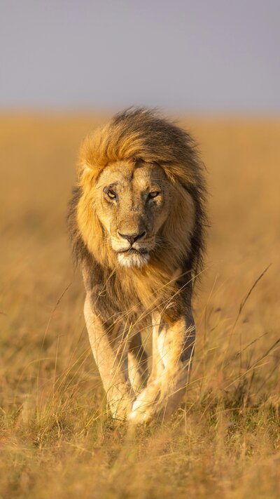 Safari wildlife photography, luxury travel in Africa