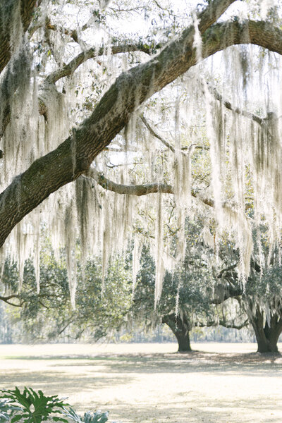 live oak trees with spanish moss at hewitt oaks wedding venue captured by savannah wedding photographer magnolia west photography