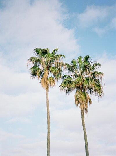 palm trees travel print with blue skies la jolla san diego california photo