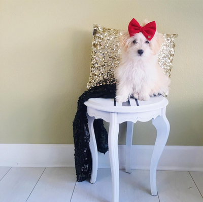 Screen Shot 2017-02-08 at 1.17.41 PM