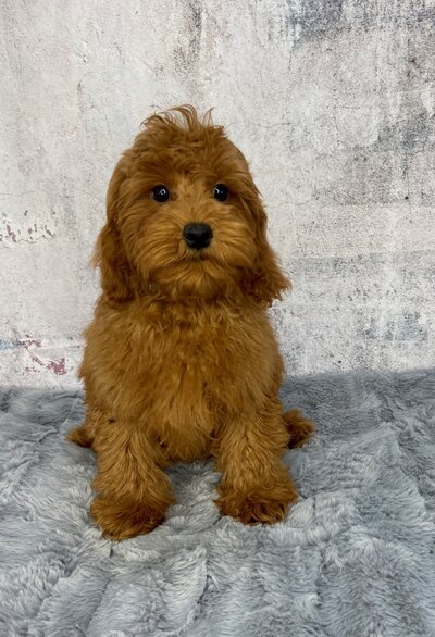 Romeo male
