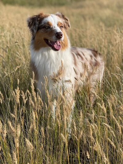 australian shepard in tall grass