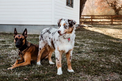 one dog laying and one dog standing in front of house