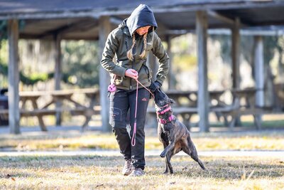 Dog Walking Service in Charleston: Dog Trainer Teaching Heel on a Dog Walk