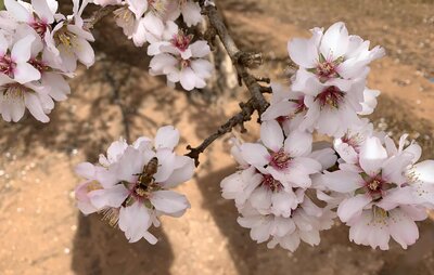 Almond pollination on almond trees