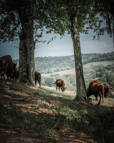 tennessee-bison-ranch 21