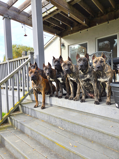 dogwebsite