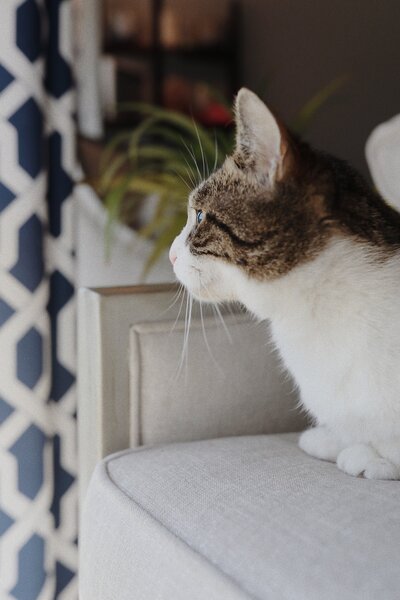 09ED1759-6C28-4BC9-8E96-CACAA1D444CC