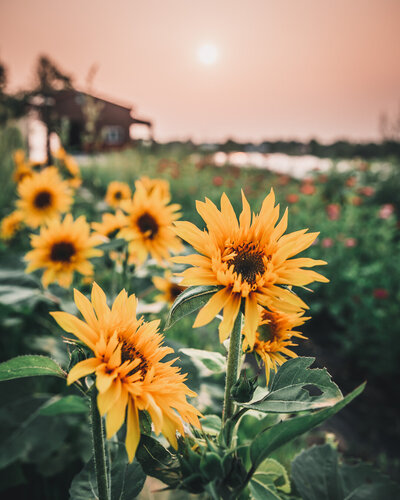 sunflower-panache-petal-back-farm