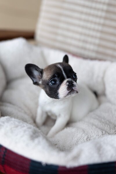 French Bulldog Puppy in Tyler, Texas naps.