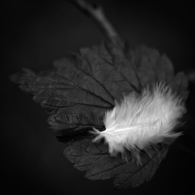 Fine art nature photography by Craig Peterman.