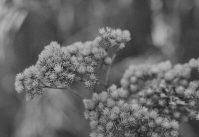 Black and white close up photo of flowers