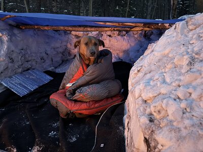 dog with sleeping bag
